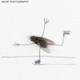 Illustration for article titled The Dead Fly Artwork Of Magnus Muhr